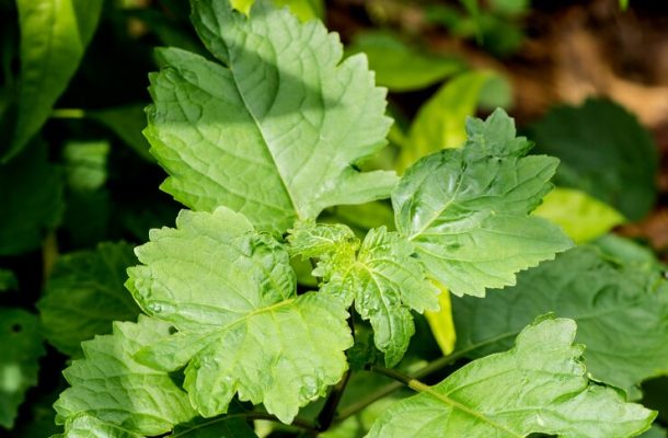 patchouli-ogostemon-cablin-green-leaf-nature-surface_313215-3820